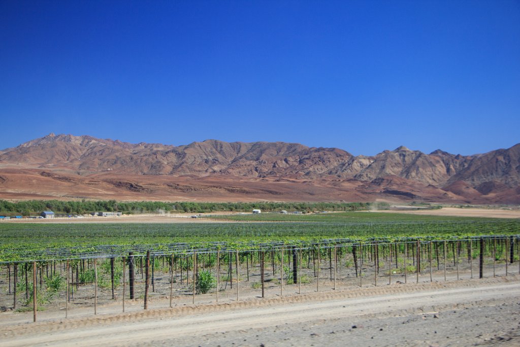 01-Vineyards along the Oranje River.jpg - Vineyards along the Oranje River